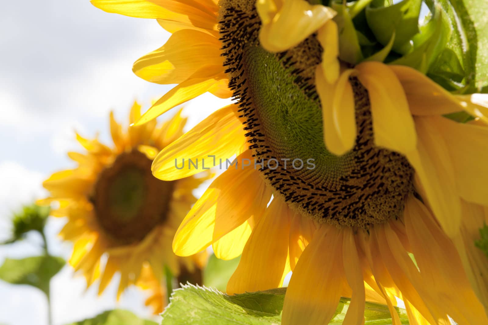 detail of sunflower in a sunny day during summer