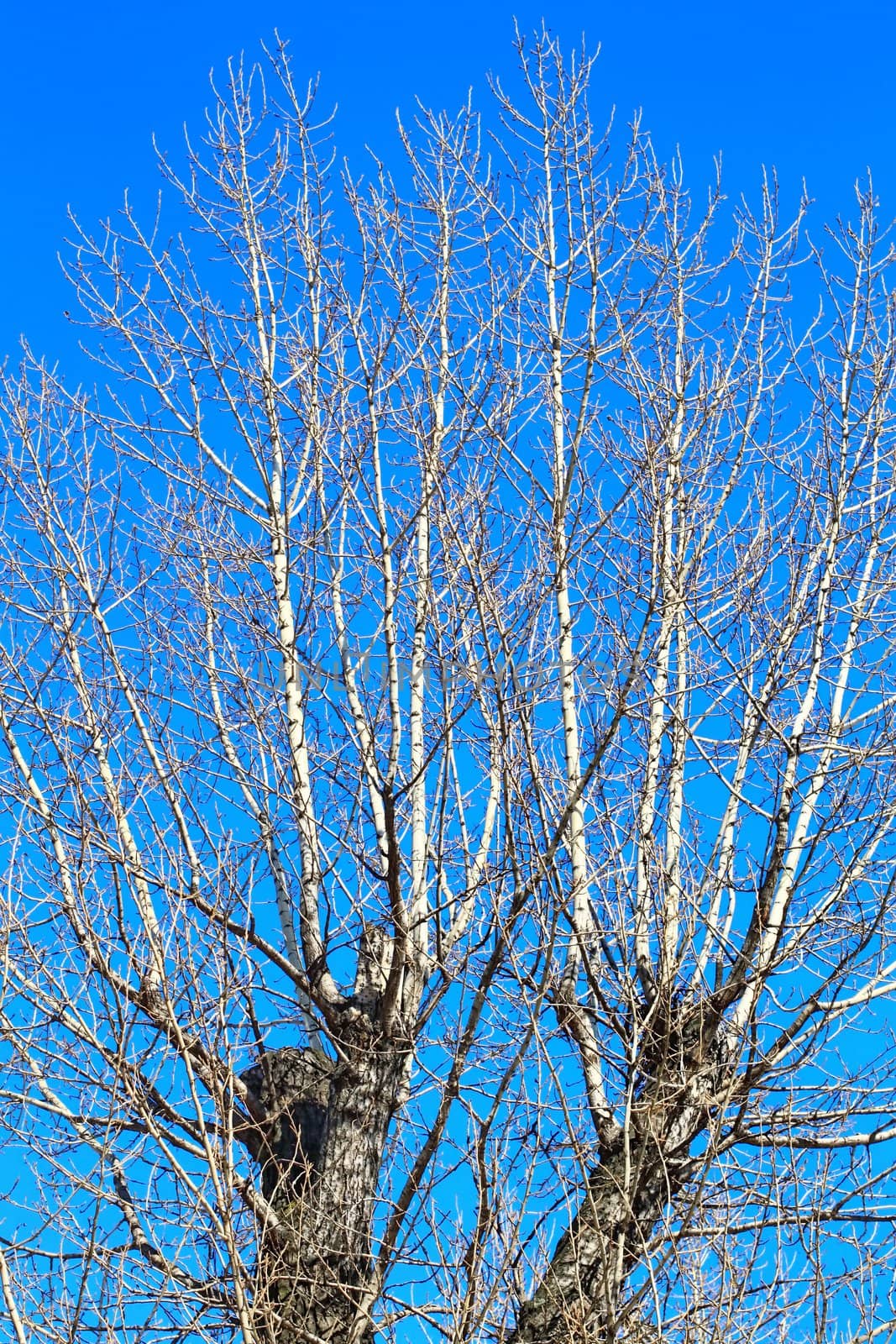 branches of a tall tree on the background of a beautiful blue sky. Photographed 
tree in winter in a city park