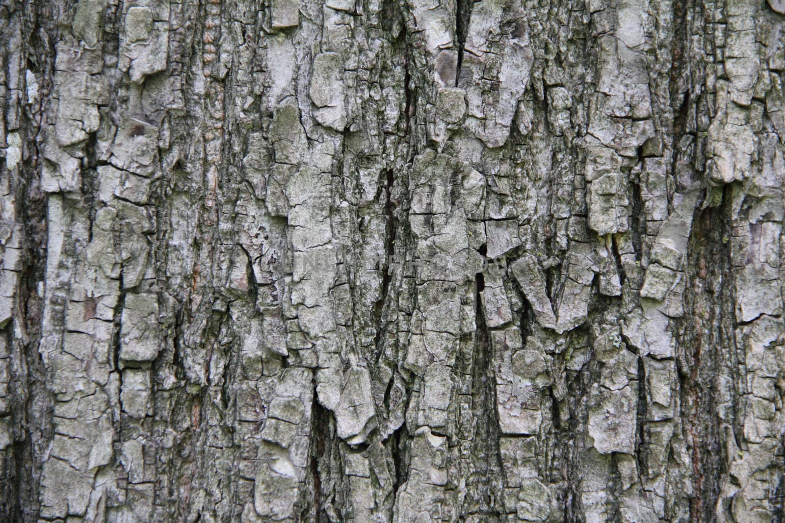 Tree bark by vladnad