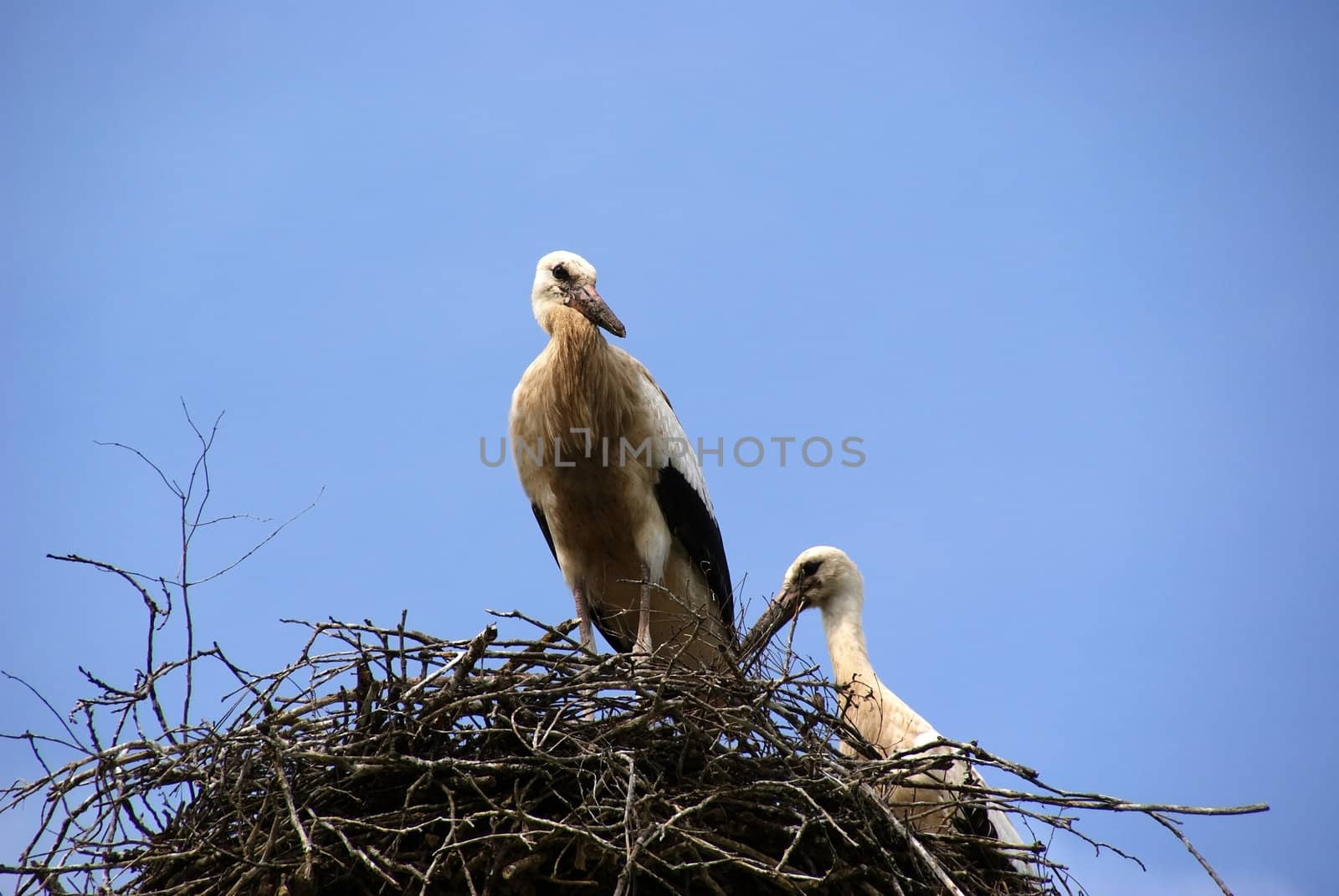 Storks by andrei_kolyvanov