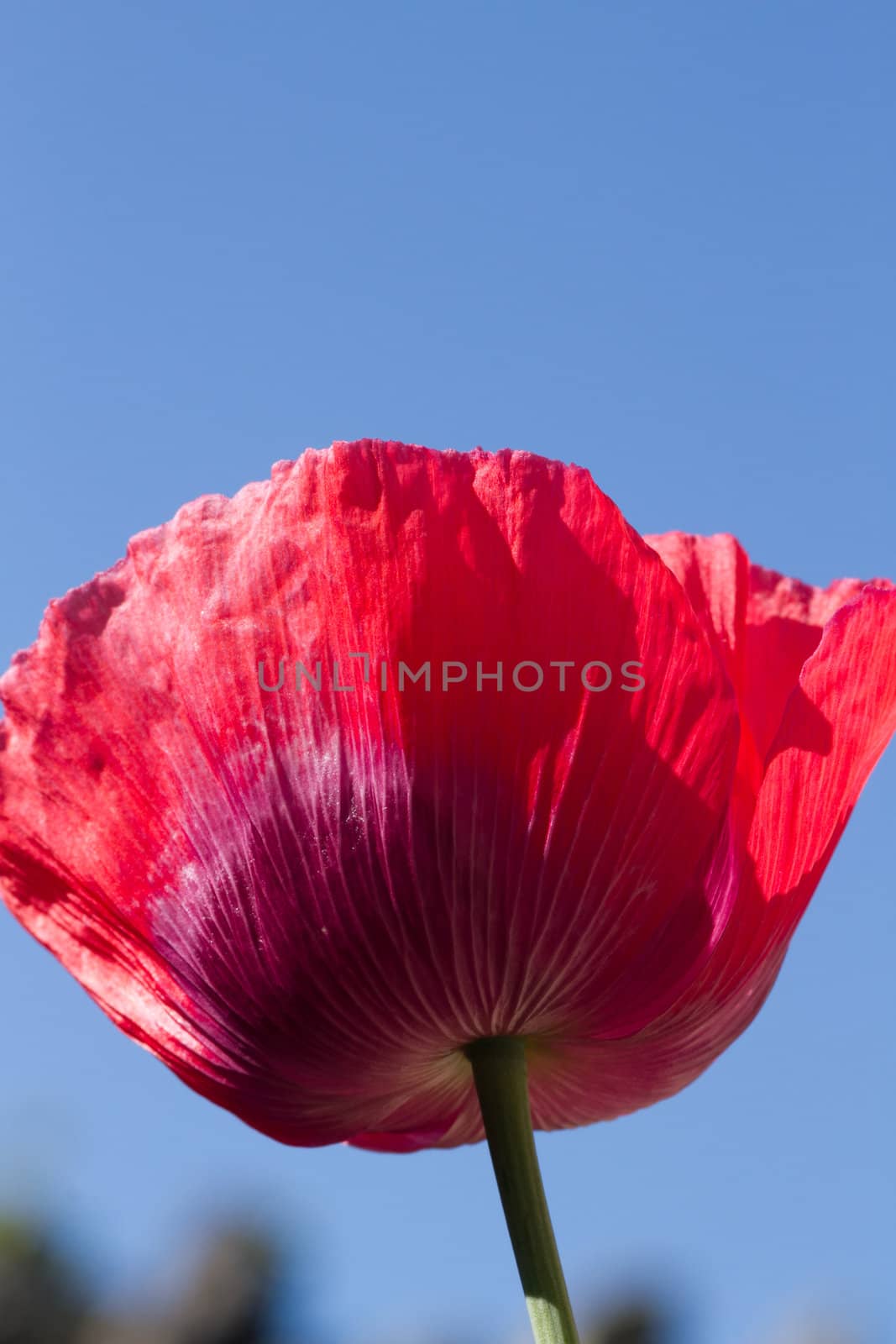 The red petals of the common poppy, Papaver rhoeas, against a blue sky.