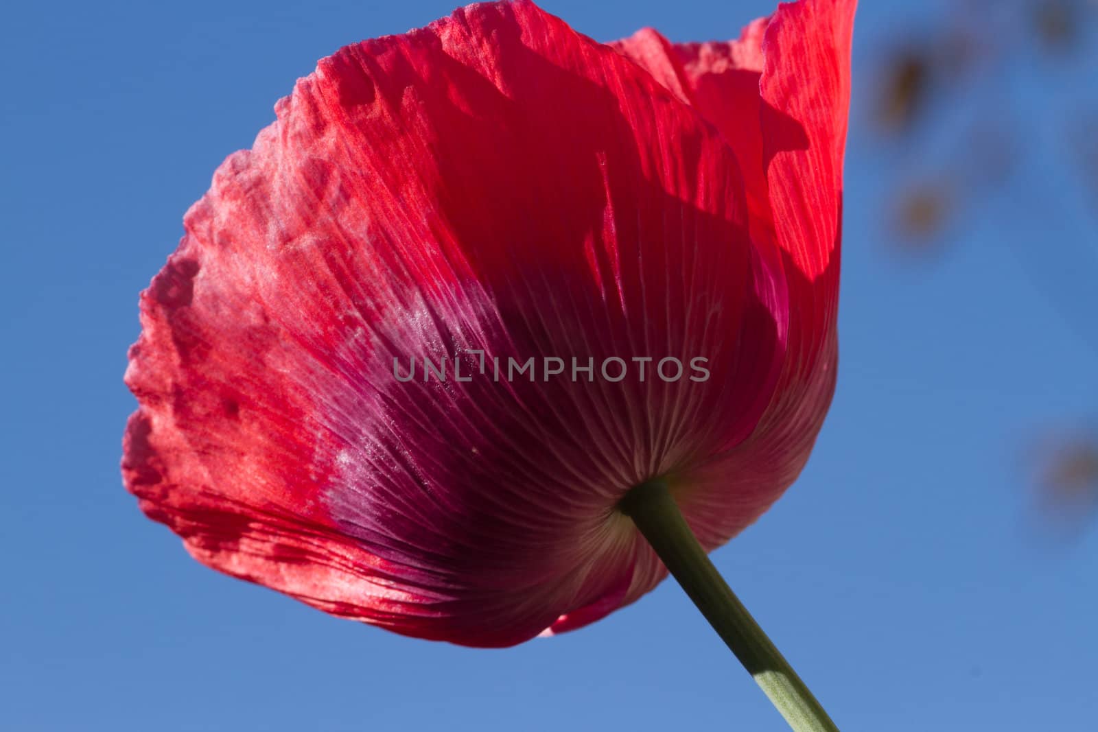 The red petals of the common poppy, Papaver rhoeas, against a blue sky.