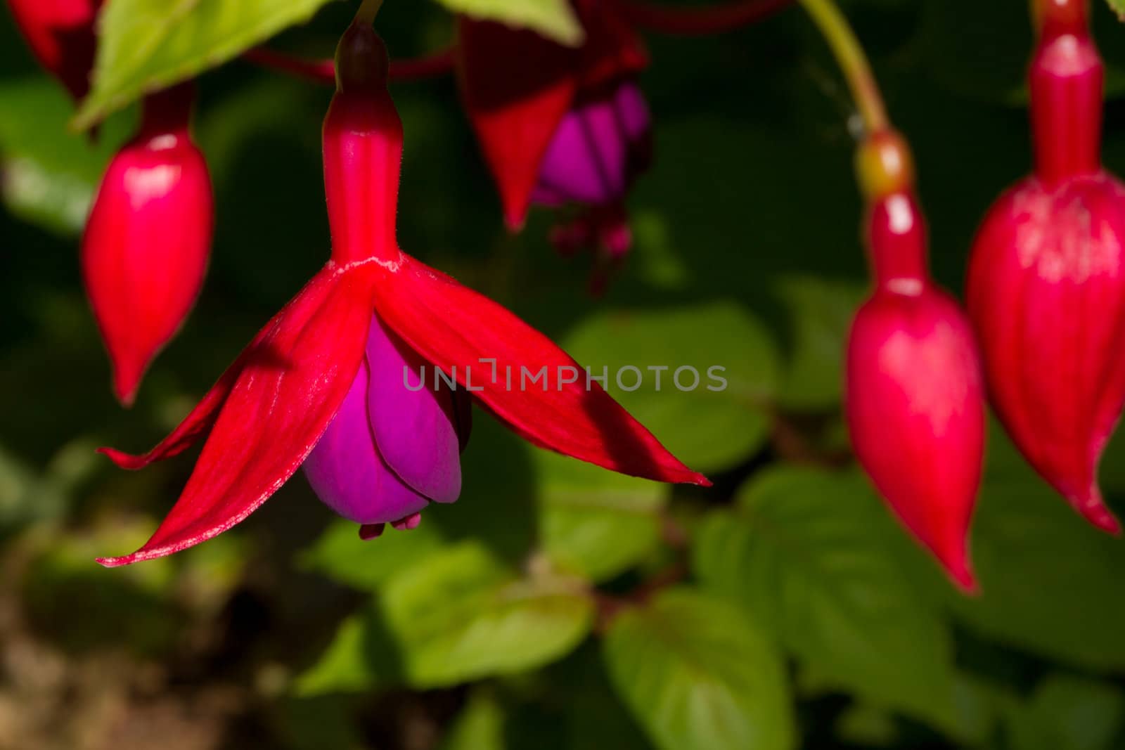 Fuchia flowers, magellanica, with red outer petals and purple inner petals against leaves in the background.