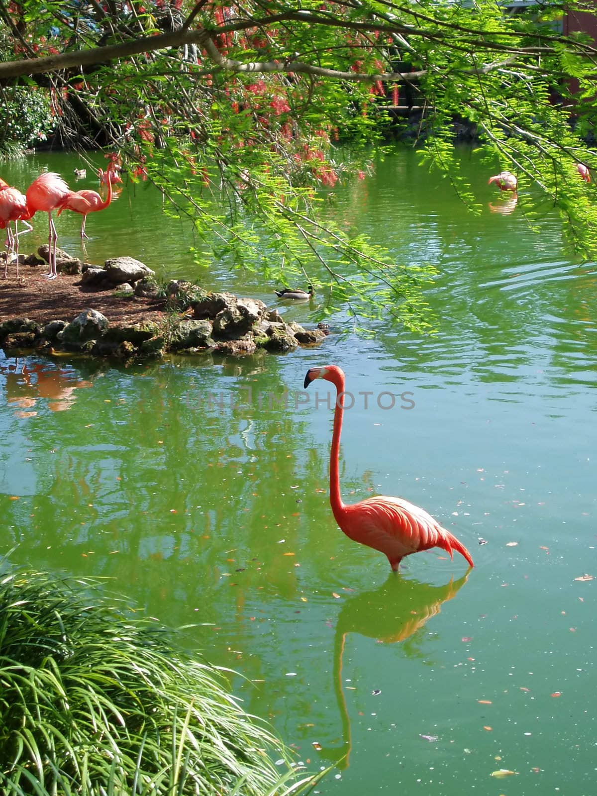 A flamingo standing in the water with reflection