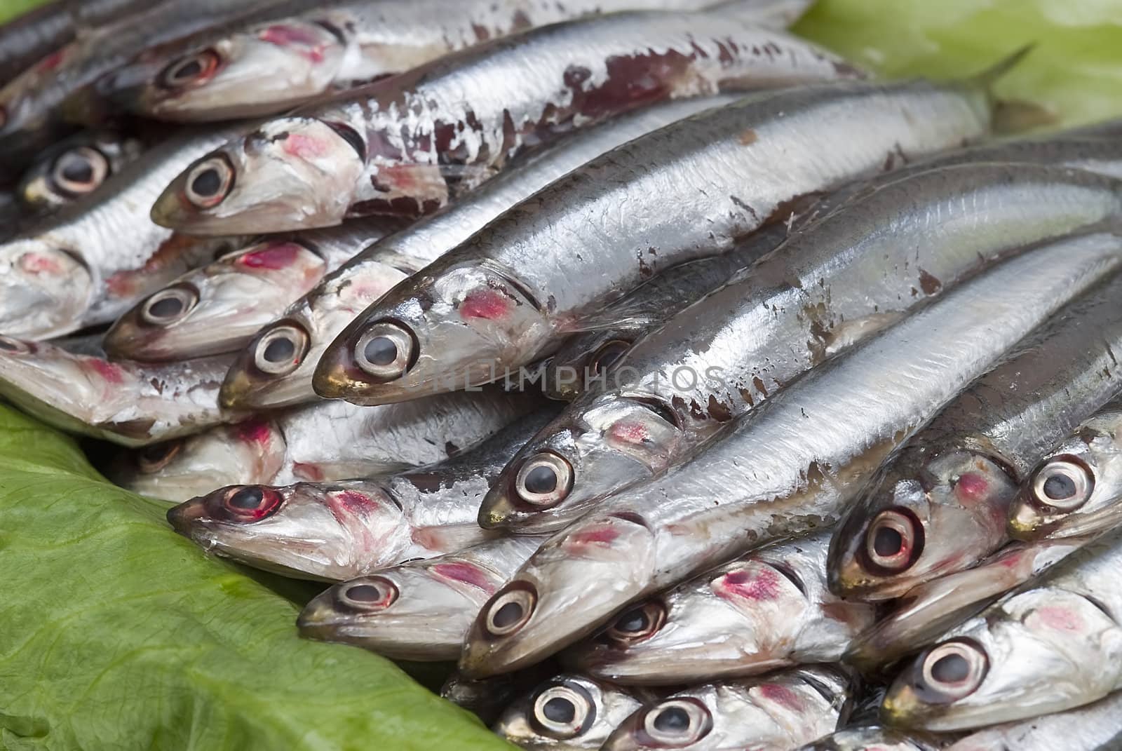 Anchovies on lettuce leaves. by angelsimon