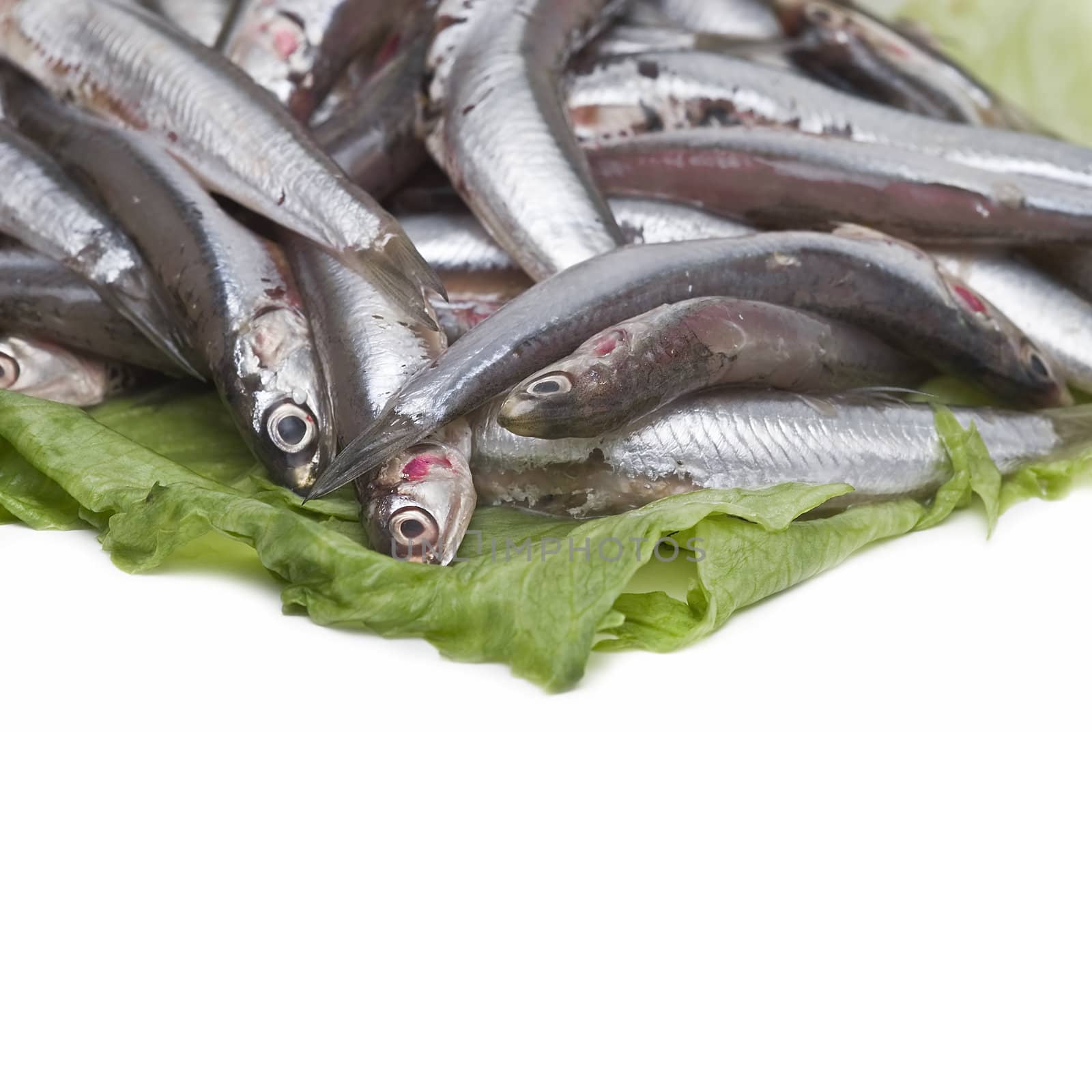 Anchovies over lettuce leaves. by angelsimon