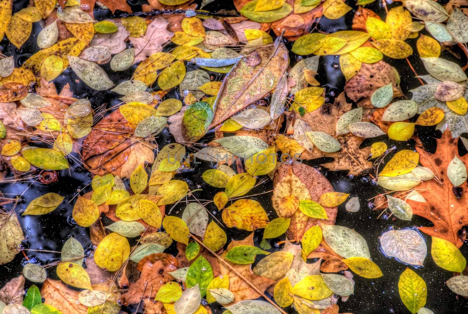 yellow leaves on a lake