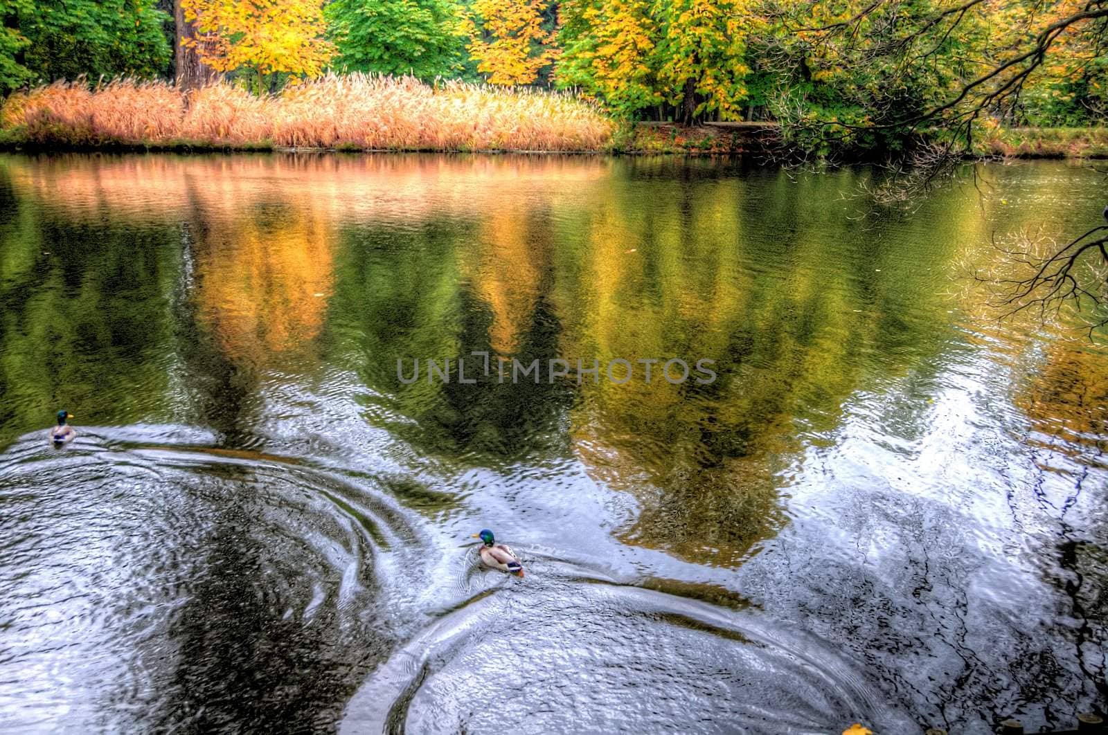 autumn trees in lazienki park, warsaw, poland by arnelsr