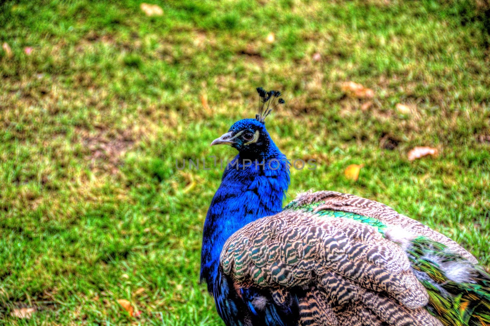 peacock with green grass background