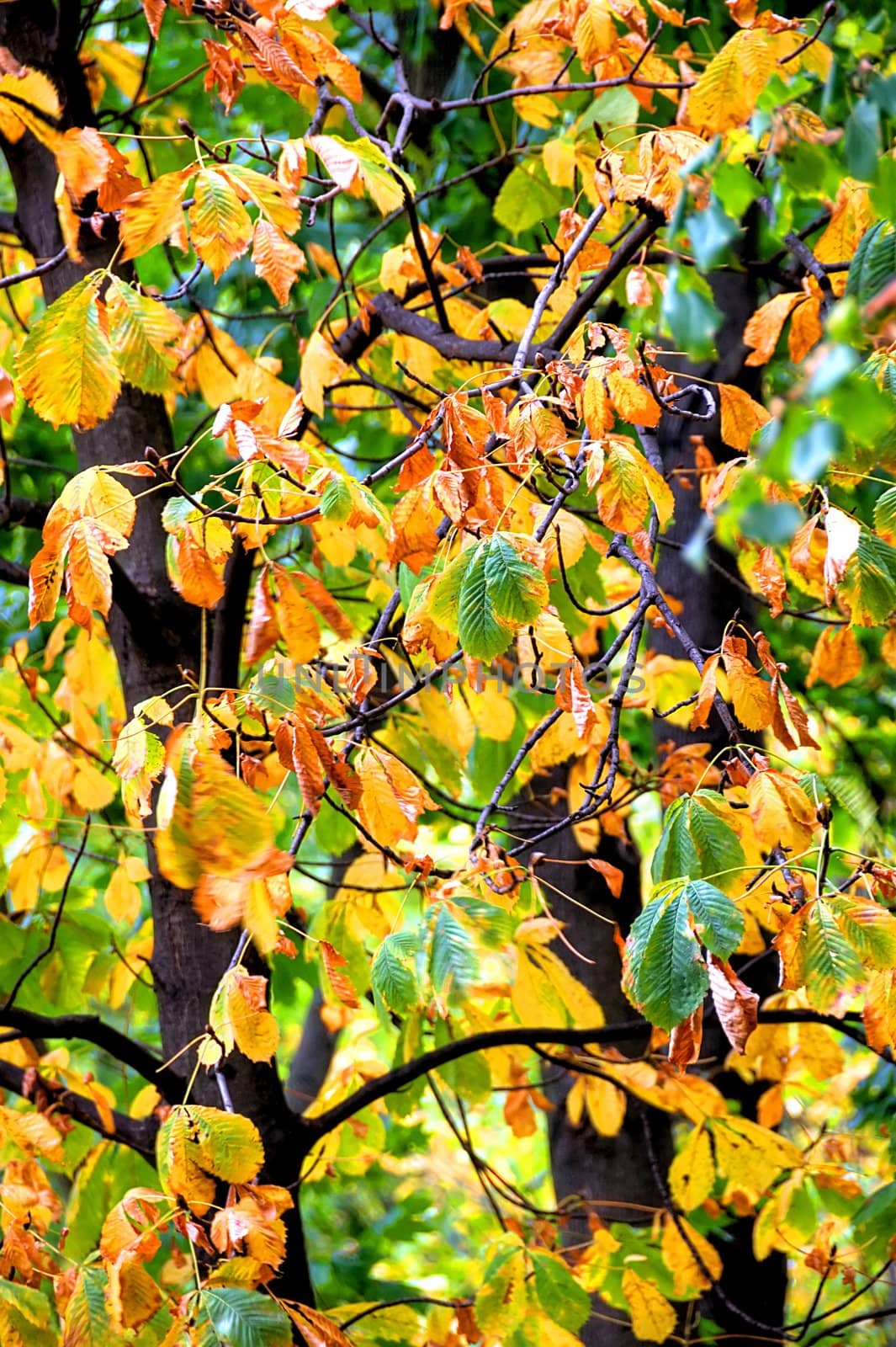 autumn leaves by arnelsr