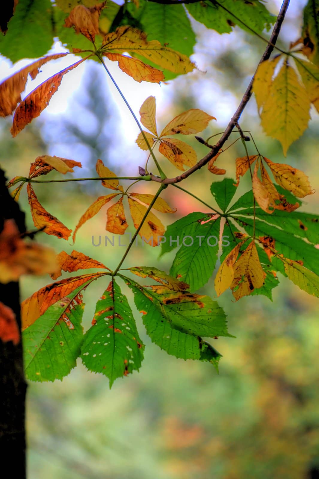 autumn leaves with blurred background by arnelsr