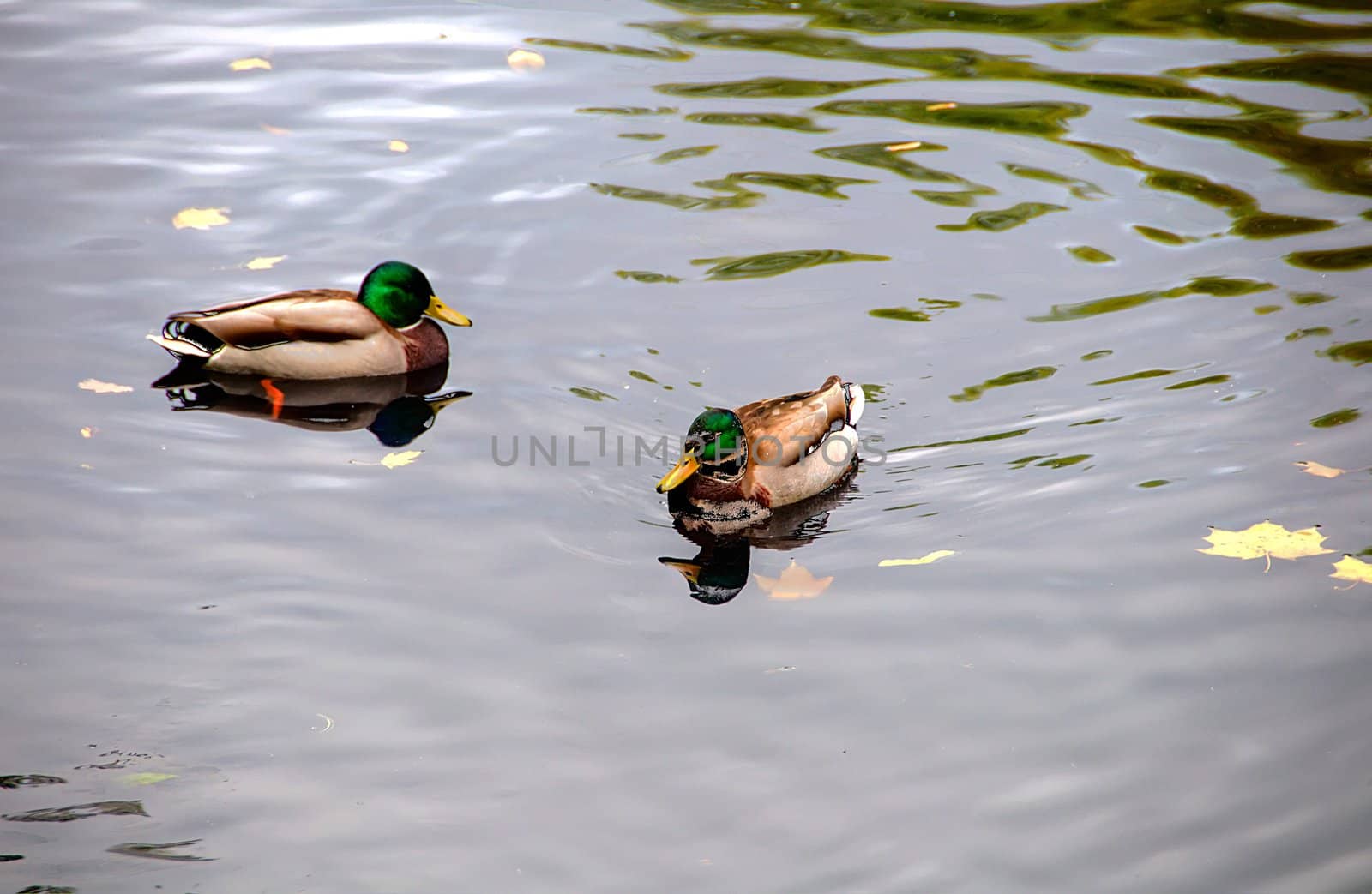 ducks on a lake in lazienki park, warsaw, poland