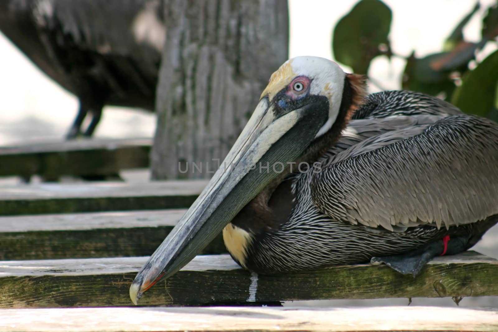 A Pelican resting, perching on some wood.
