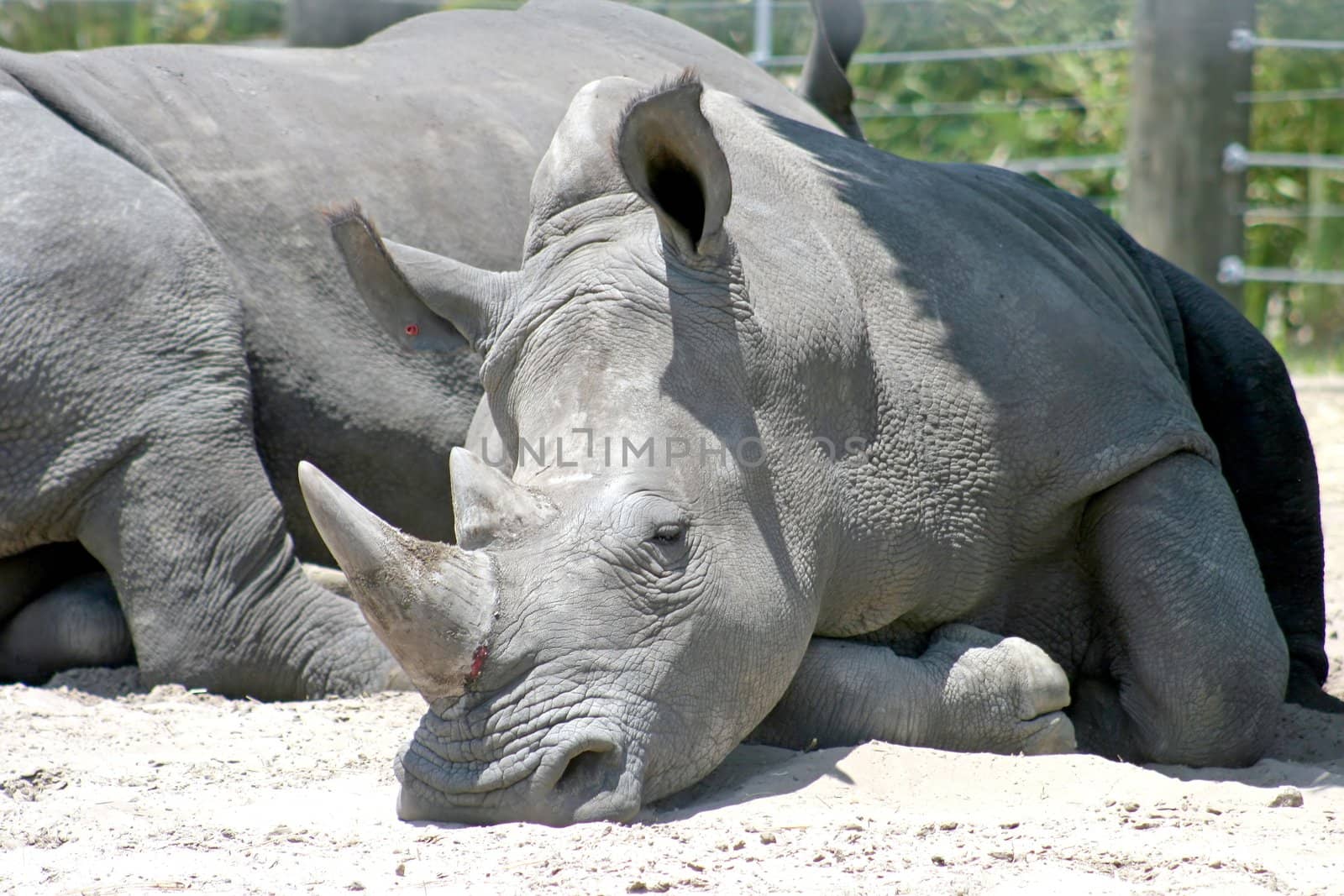 A Rhino resting in the sand, another rhino behind