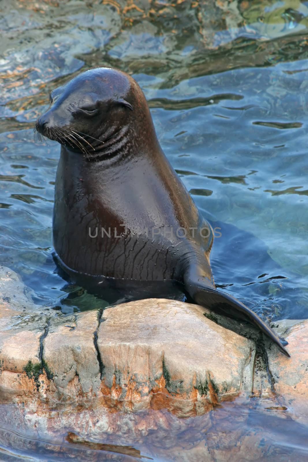 A Seal resting in the water with fin on rock