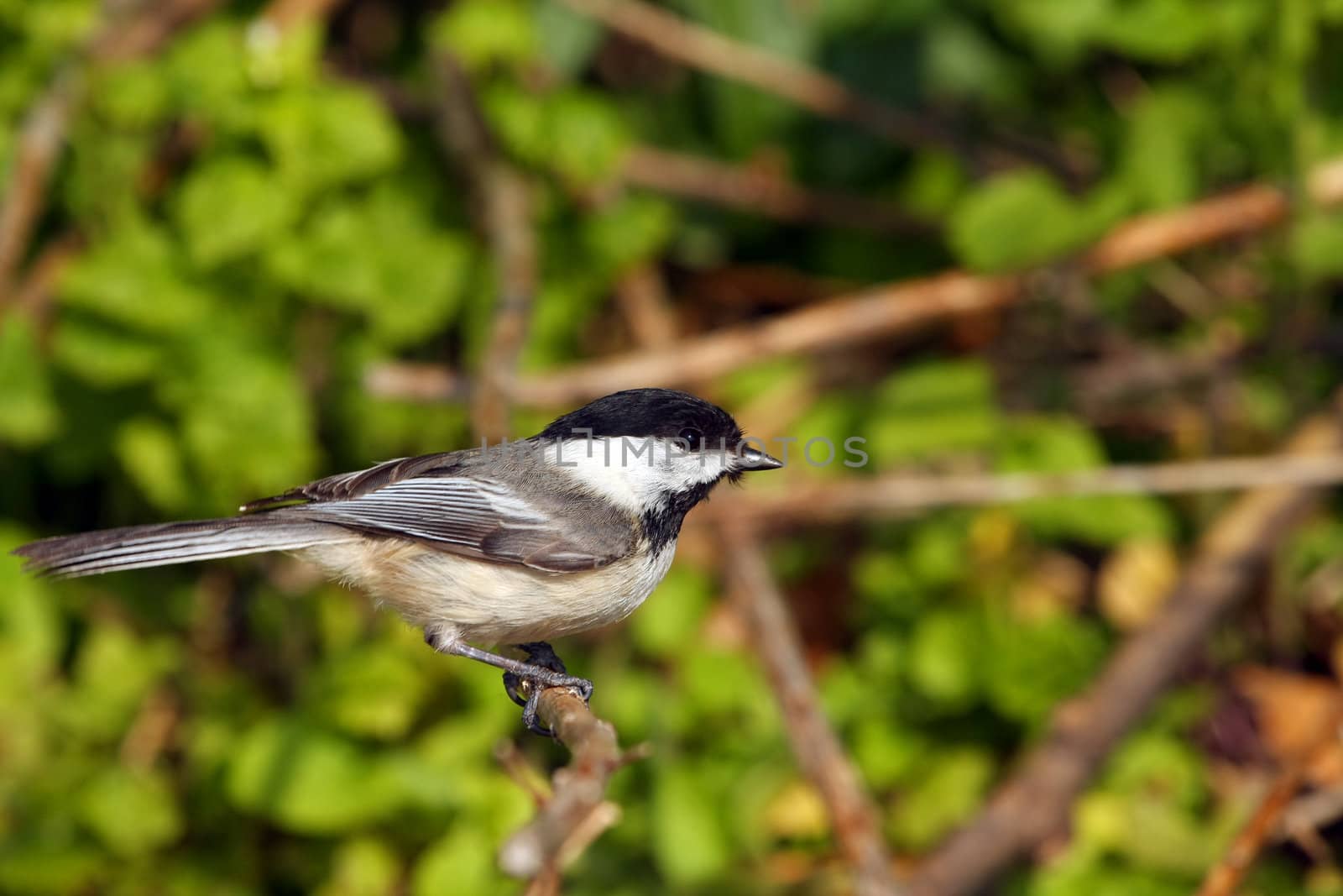 Black-capped Chickadee  Poecile atricapillus on branch in morning sun