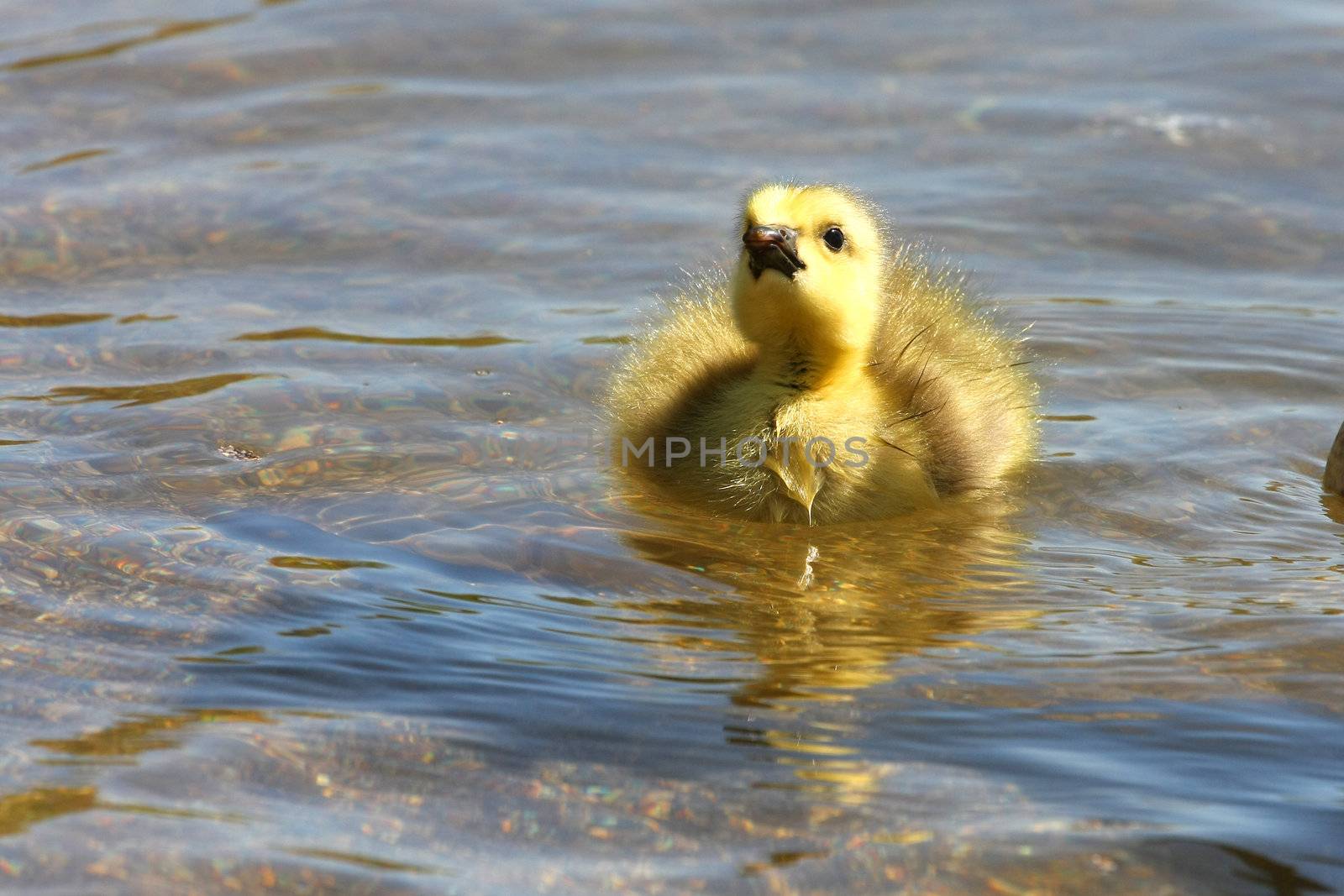 Canada Goose Branta canadensis Gosling in morning sun