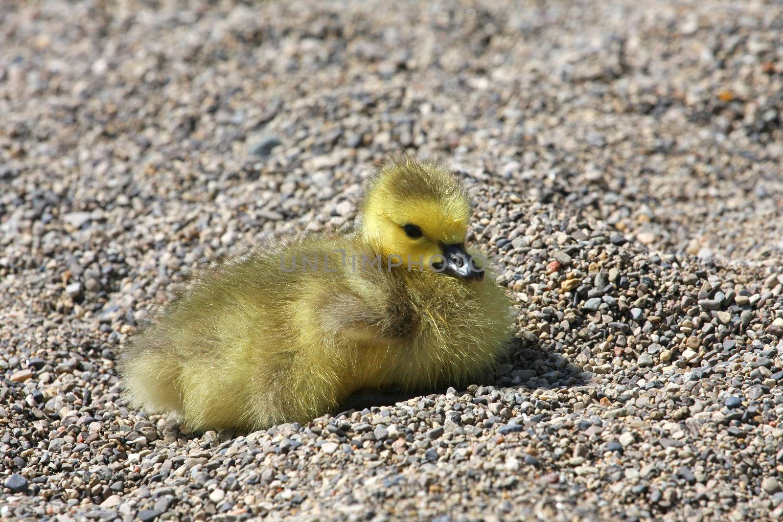 Canada Goose Branta canadensis Gosling in morning sun