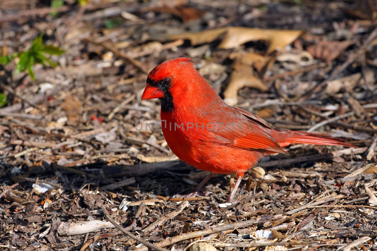 Cardinal Cardinalidae male in mornig sun