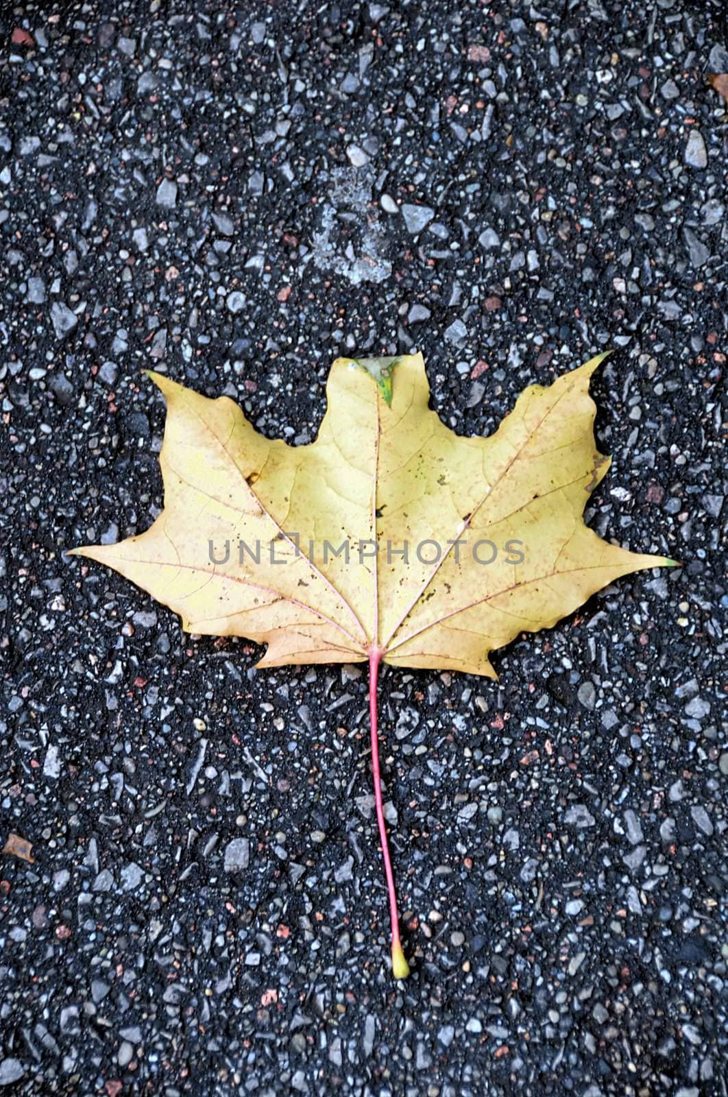 yellow maple leaf on pavement by arnelsr