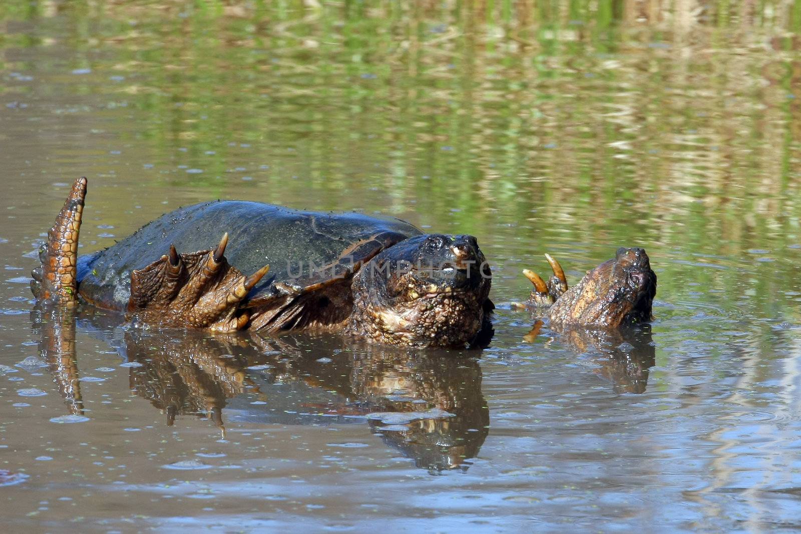 Common Snapping Turtles Chelydra serpentina Mating