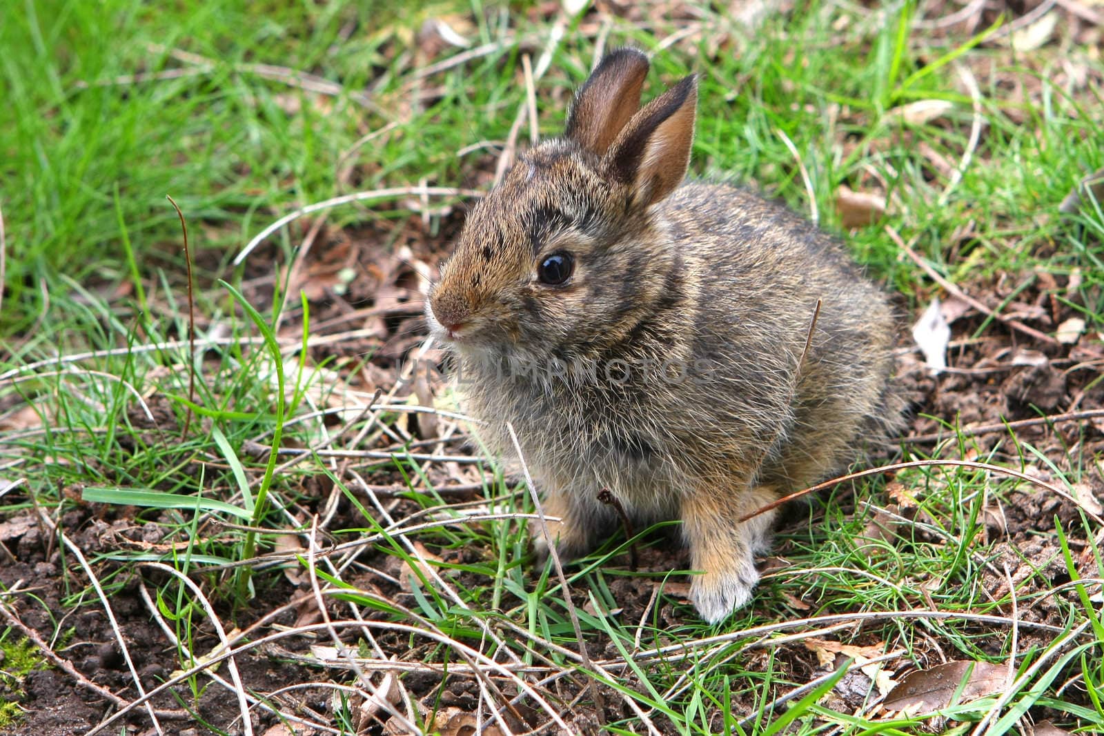 Cottontail Rabbit Sylvilagus Young Baby in grass