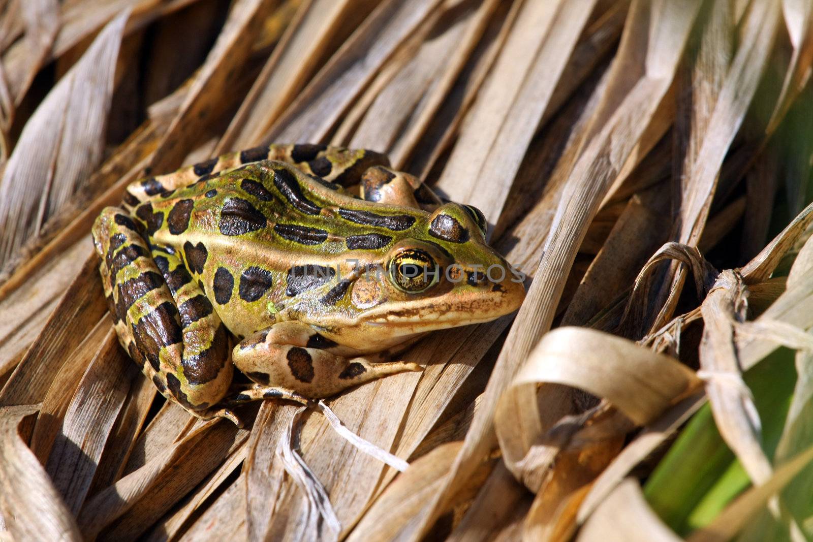 Leopard Frog Rana pipiens warming in morning sun on marsh grass
