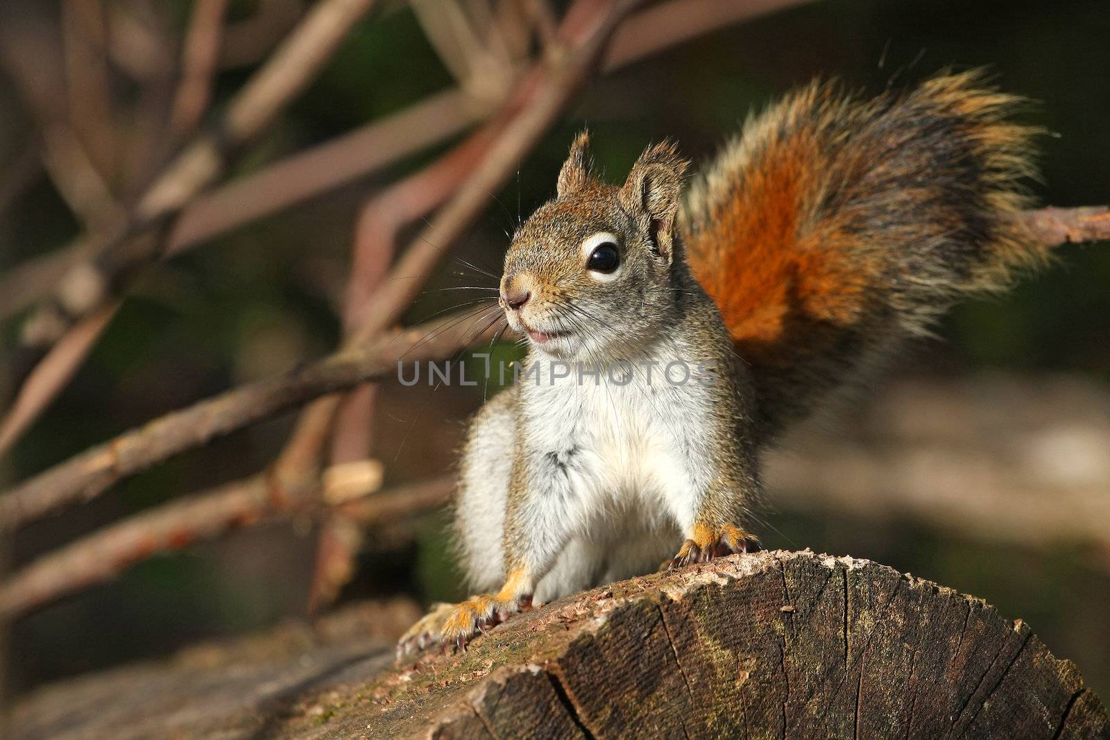 Red Squirrel Tamiasciurus hudsonicus on stump on alert