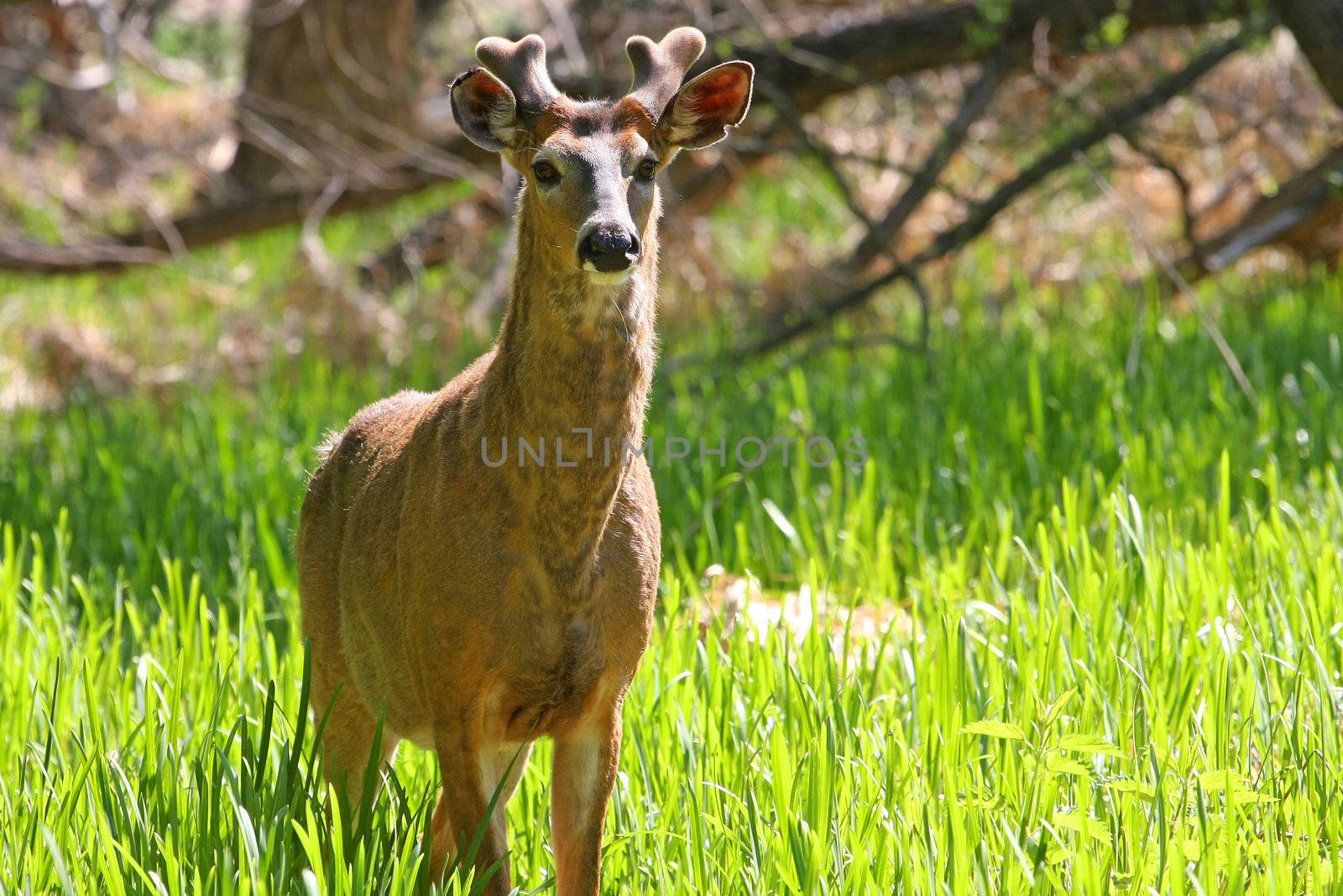 White-tailed Deer Odocoileus virginianus Buck early spring