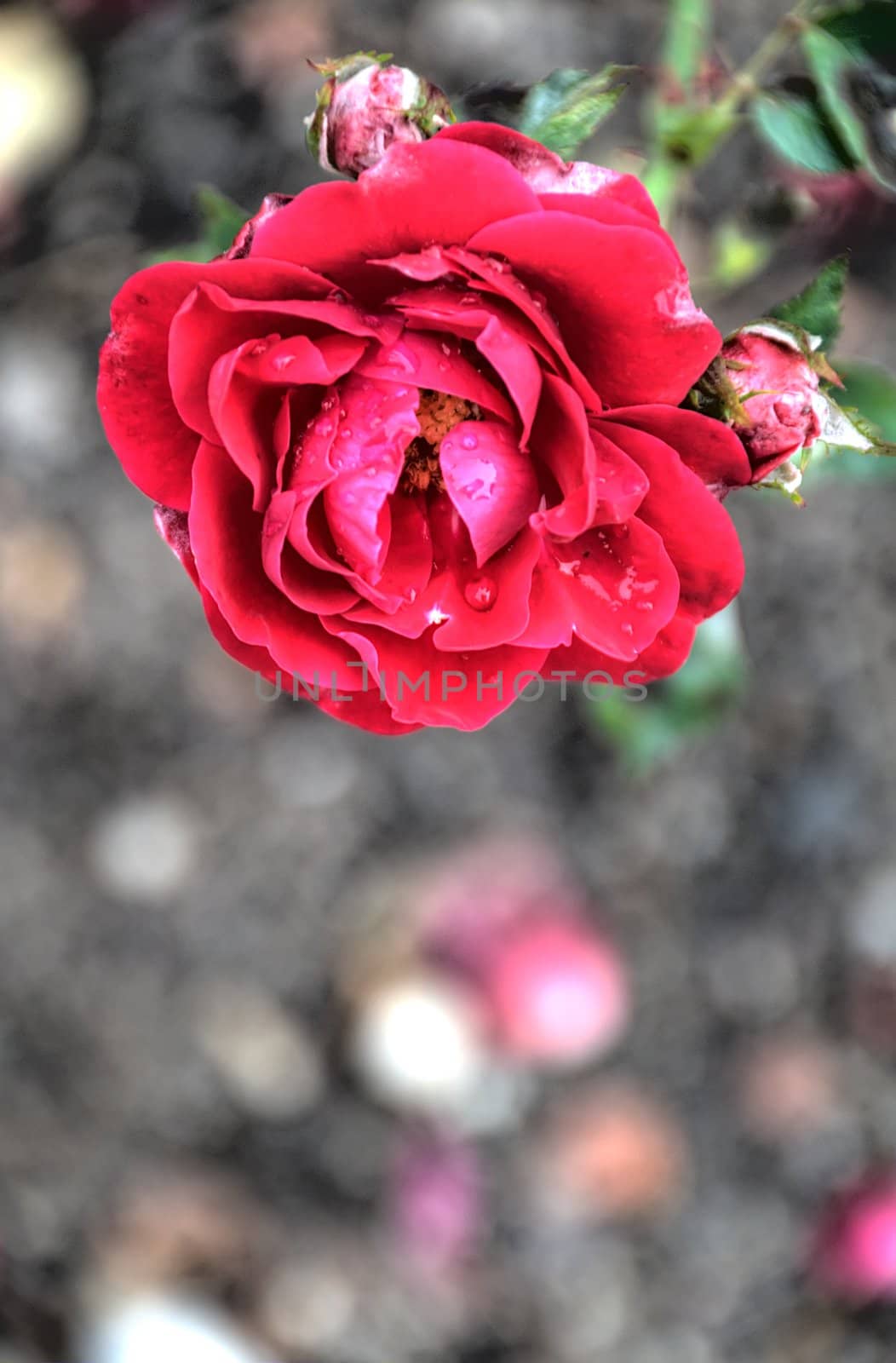 red rose with blurred background by arnelsr