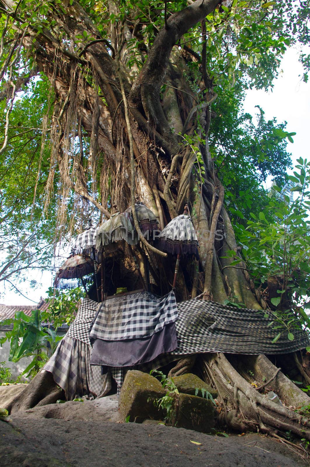 Offerings at a Banyan tree in bali by Komar