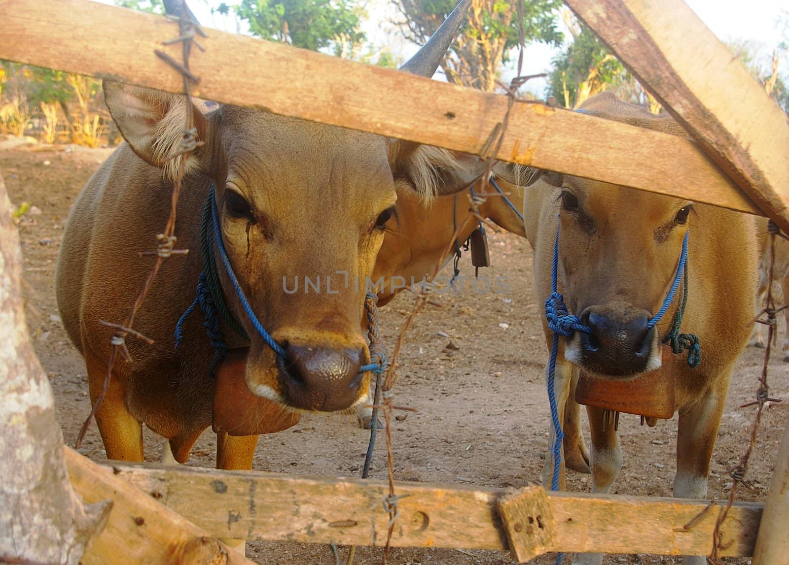 Cows peering through a fence on a farm in Nusa Dua, Bali, Indonesia.