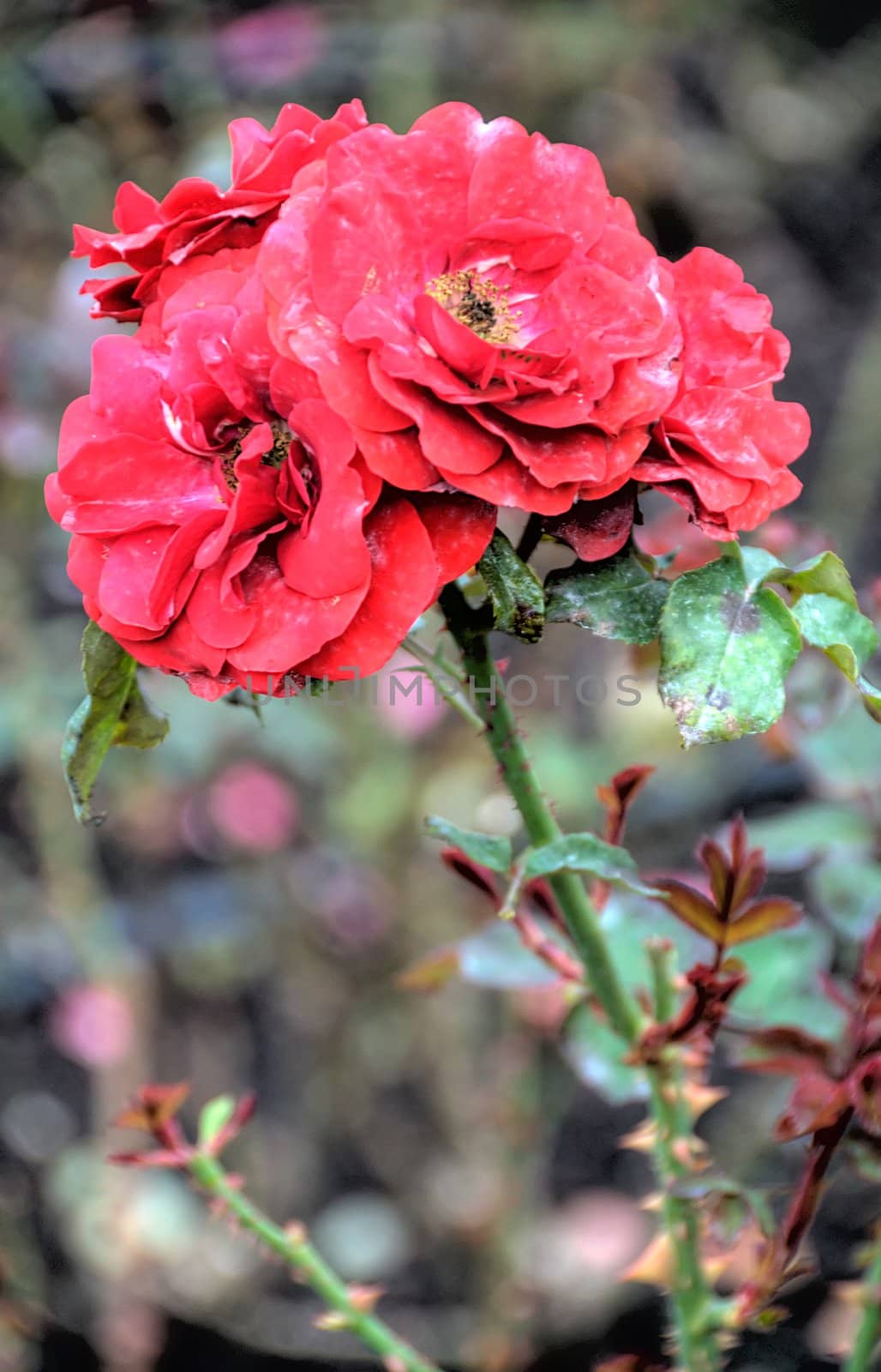 red flowers on blurred background by arnelsr