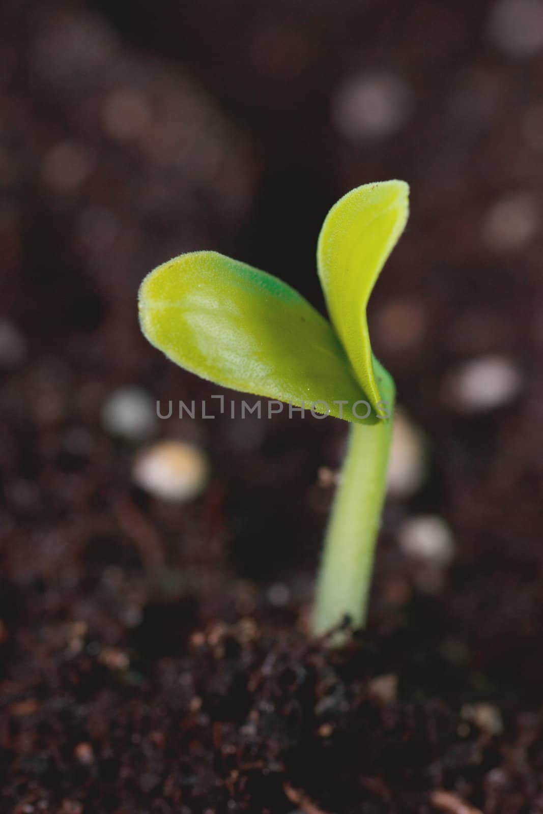 Smal green plant begins to shoot
