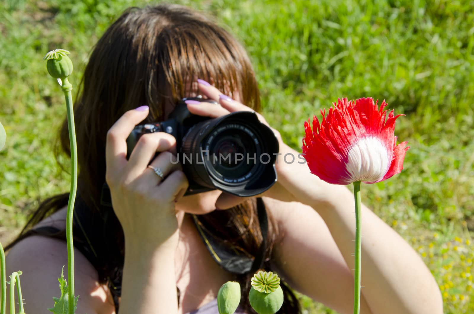 Young brunette photographer taking shot of red white poppy.