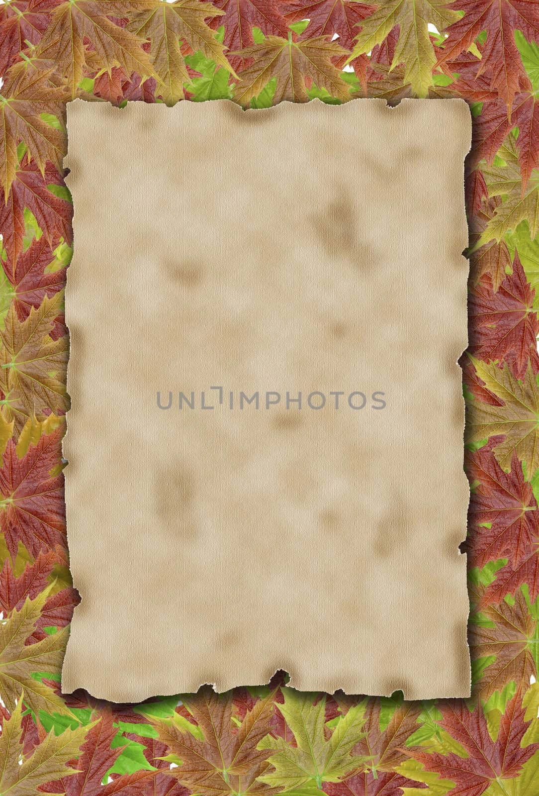 autumn background with blank old paper and leaves