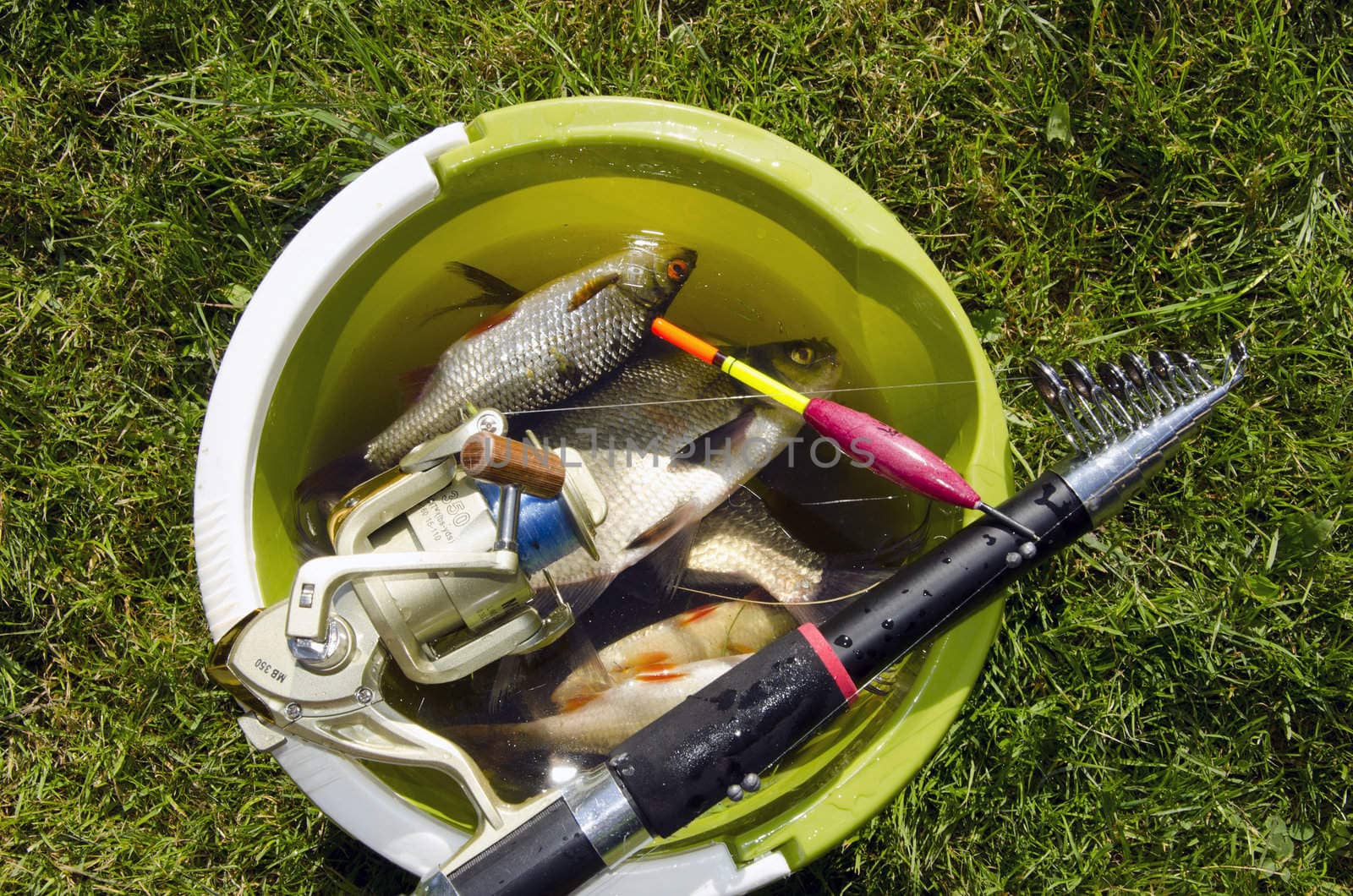 Bucket full of fishes and rod on top of it.