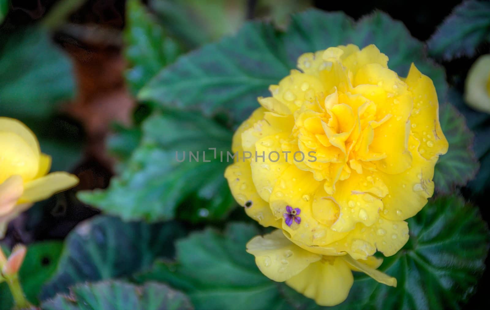 yellow flower with blurred background by arnelsr