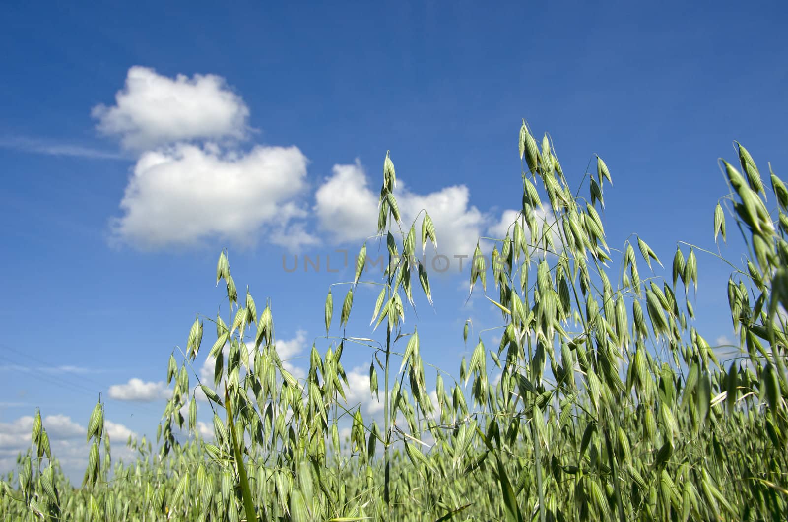 Field of green oats and beautiful blue sky in a background.