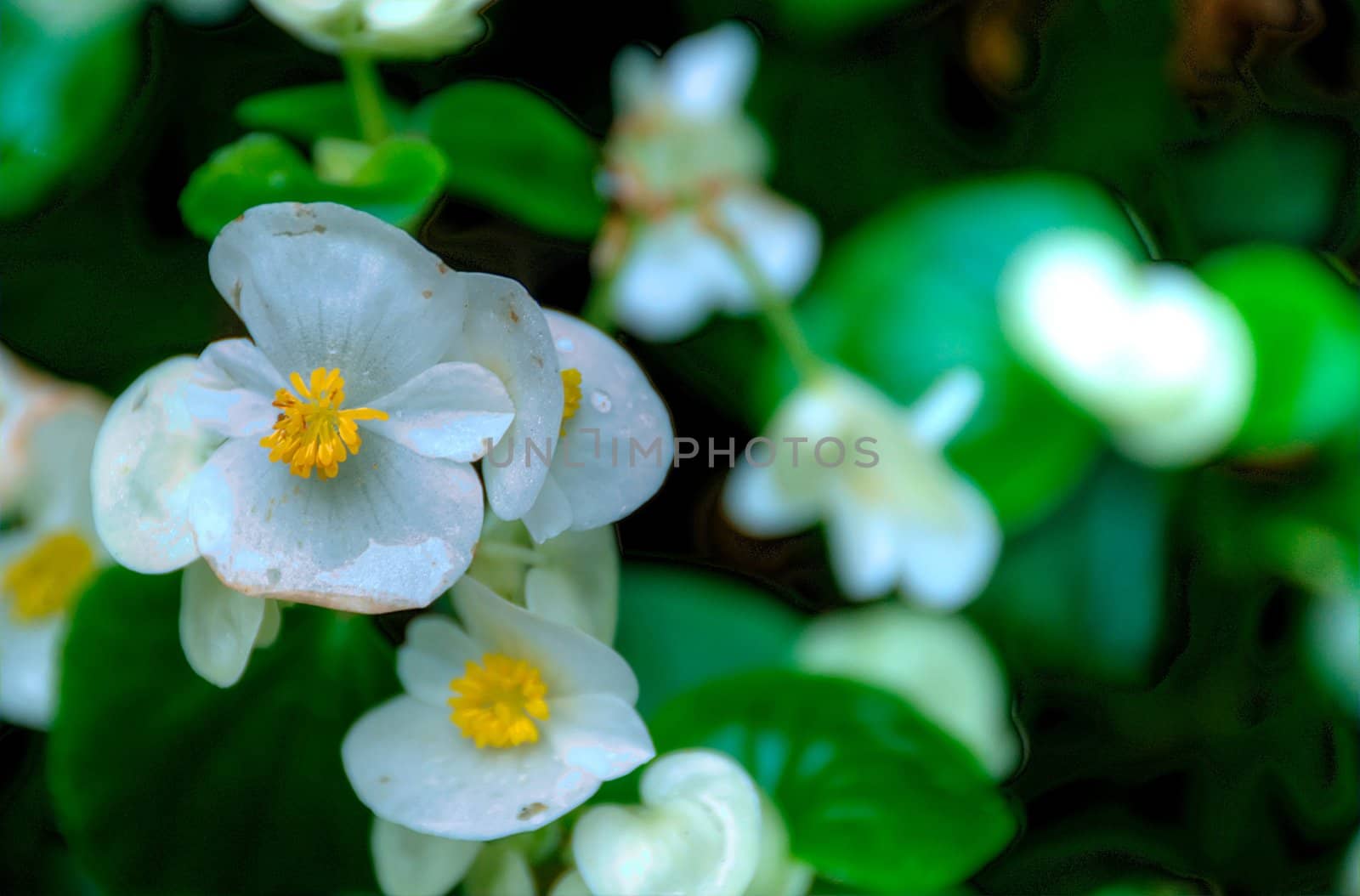 white flowers with blurred background by arnelsr