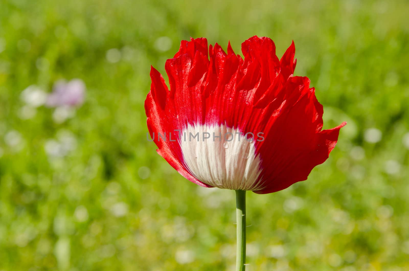 Beautiful red white colored poppy with waterdrops on it.