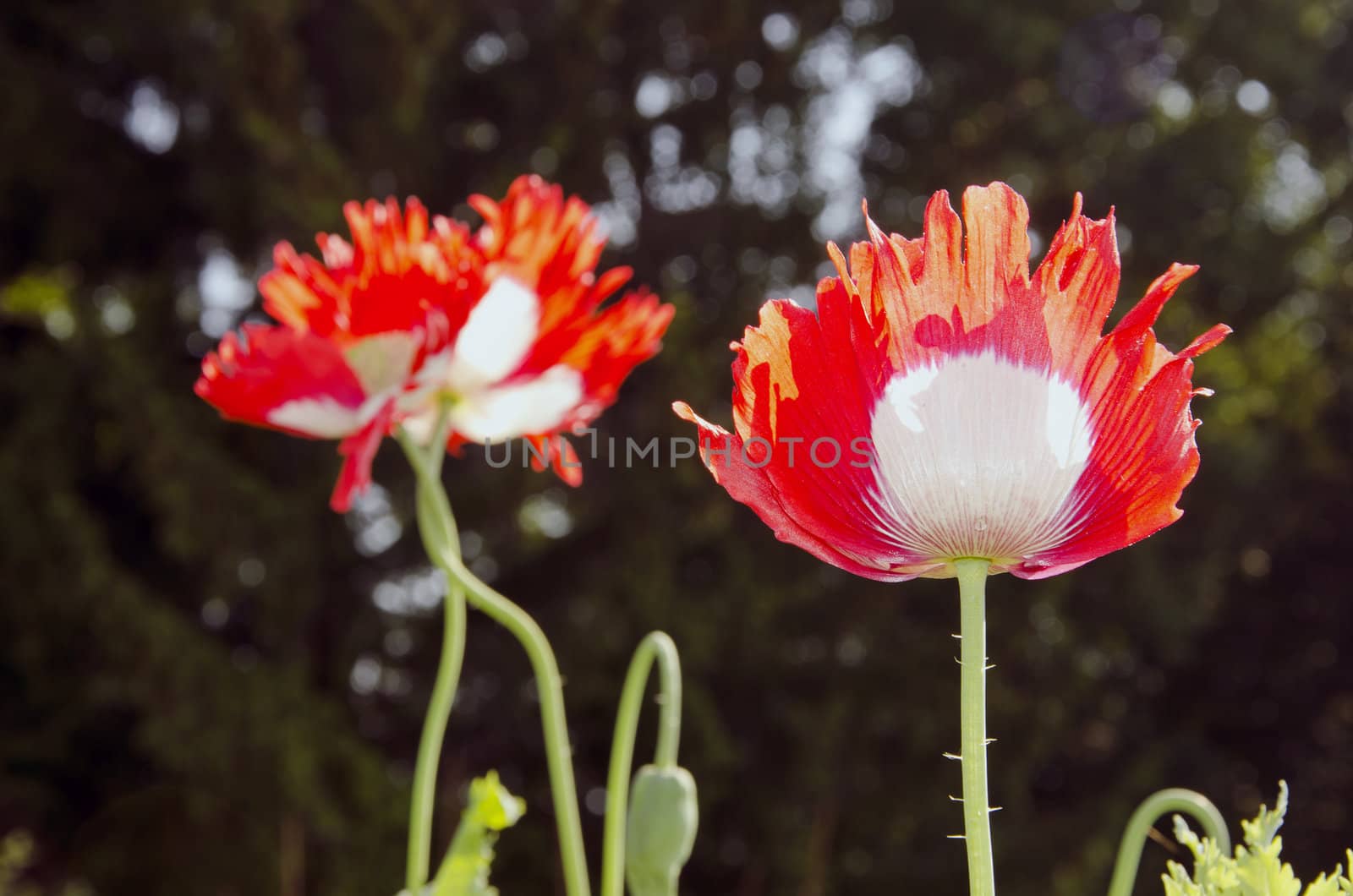 Beautiful red white colored poppies with waterdrops on them.