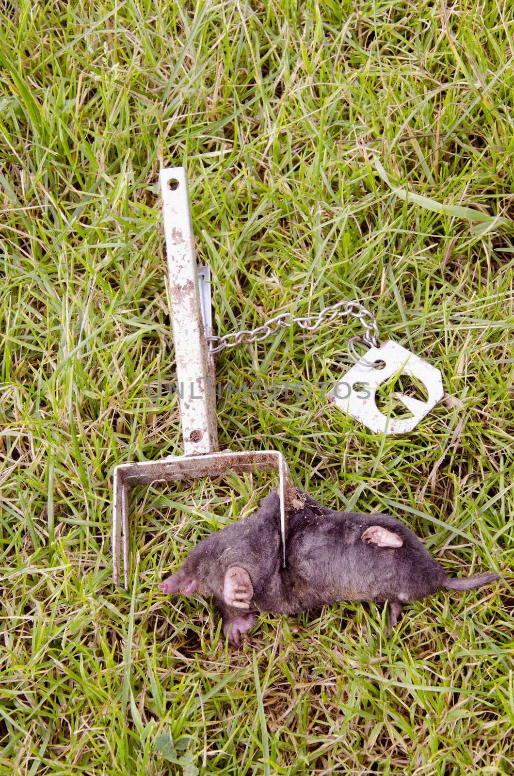 Mole caught with traps. by sauletas