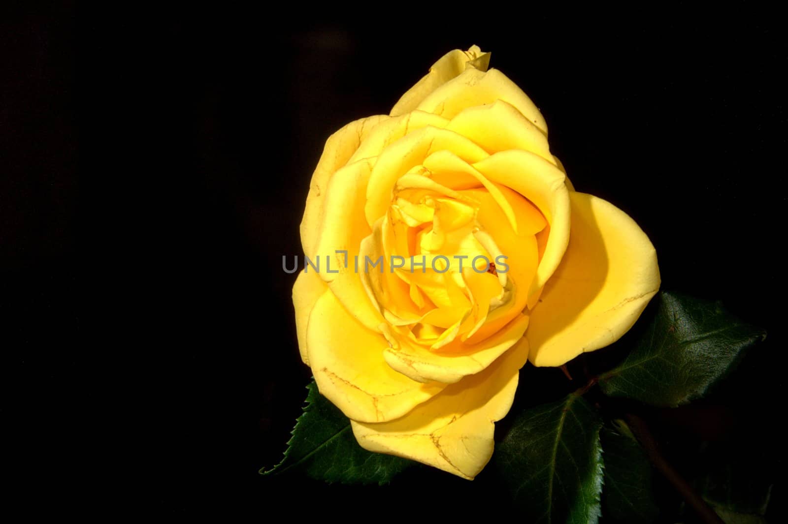 yellow rose on black background by arnelsr