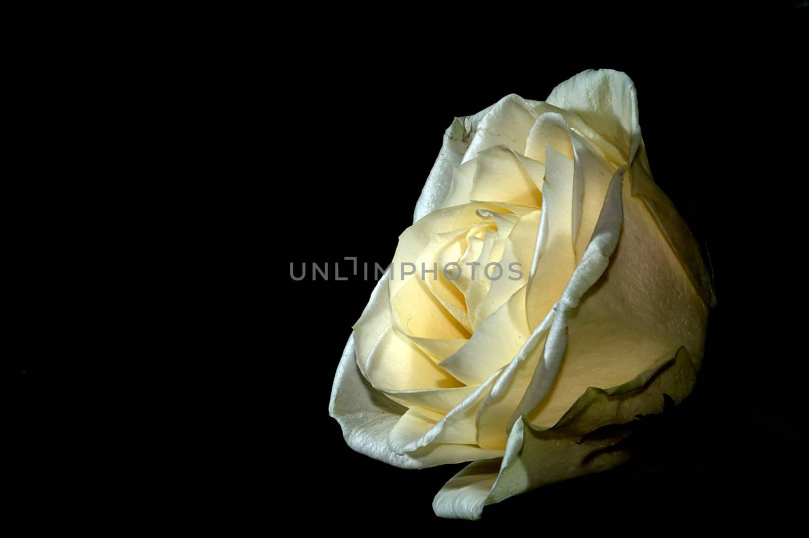 white rose on black background by arnelsr