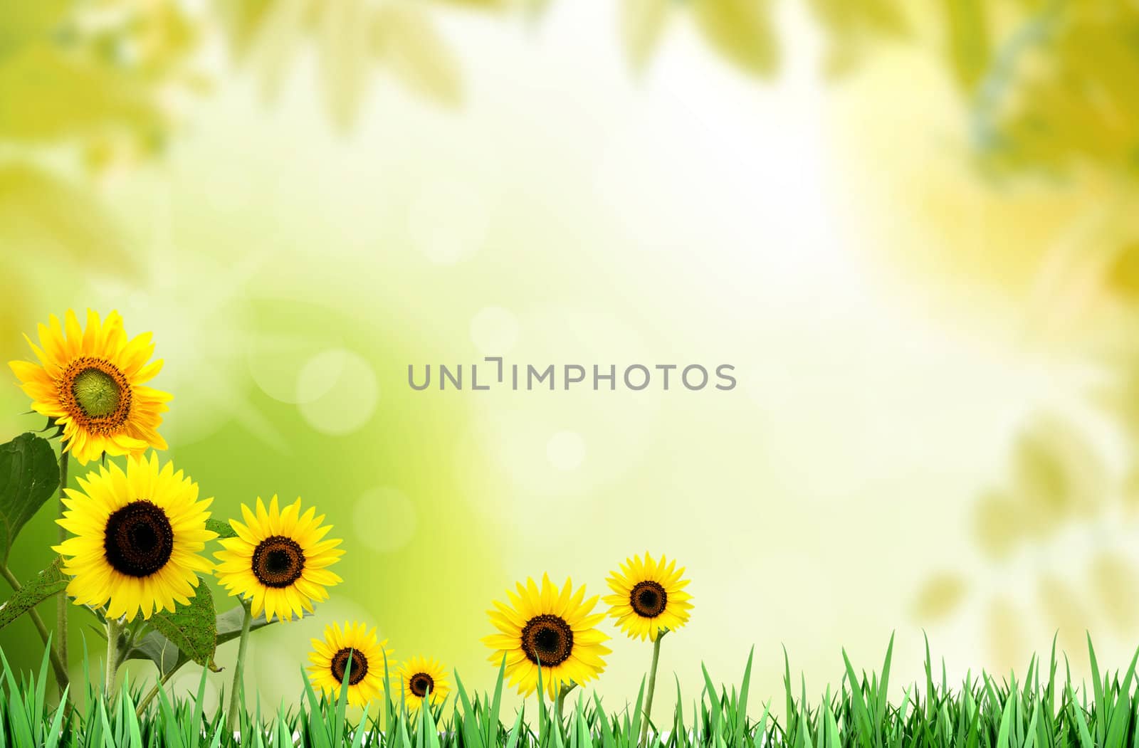 fresh spring sunflower on a bright morning by rufous