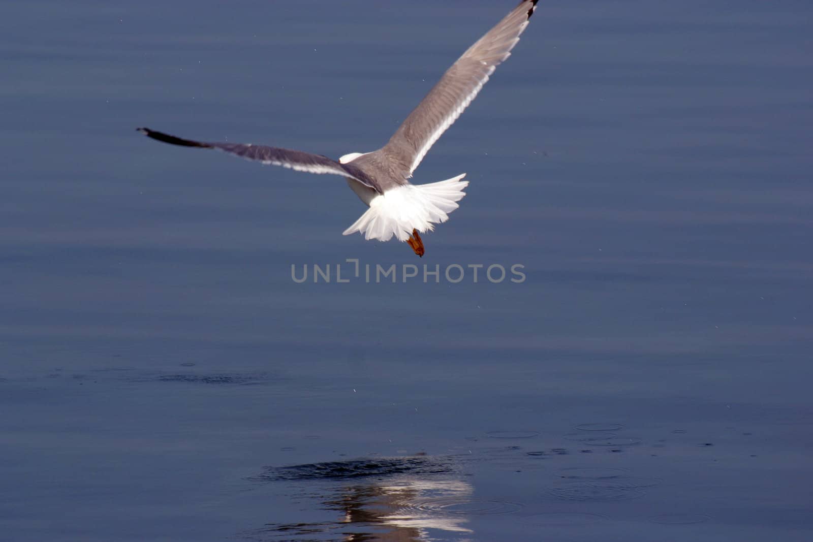Seagull