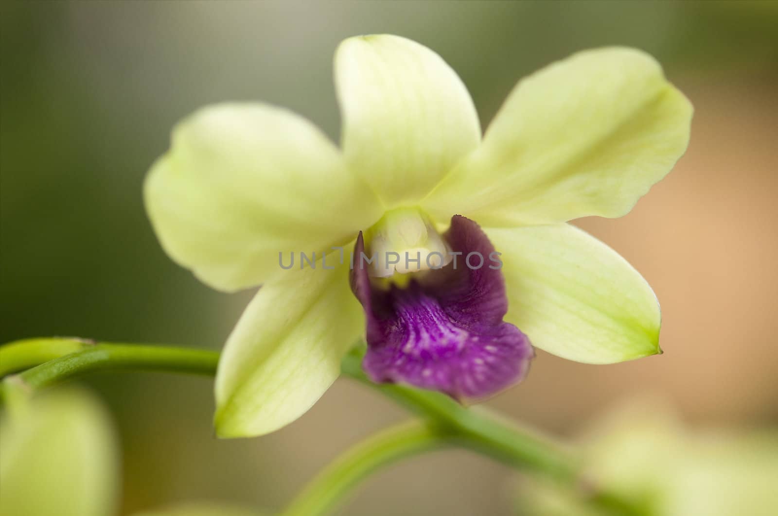 Close up on orchid flower