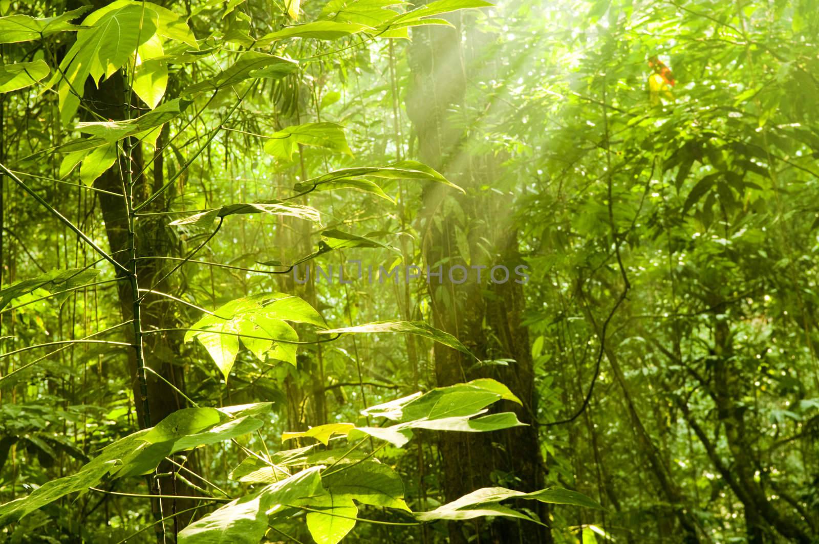 Golden sunray in green forest at early morning.