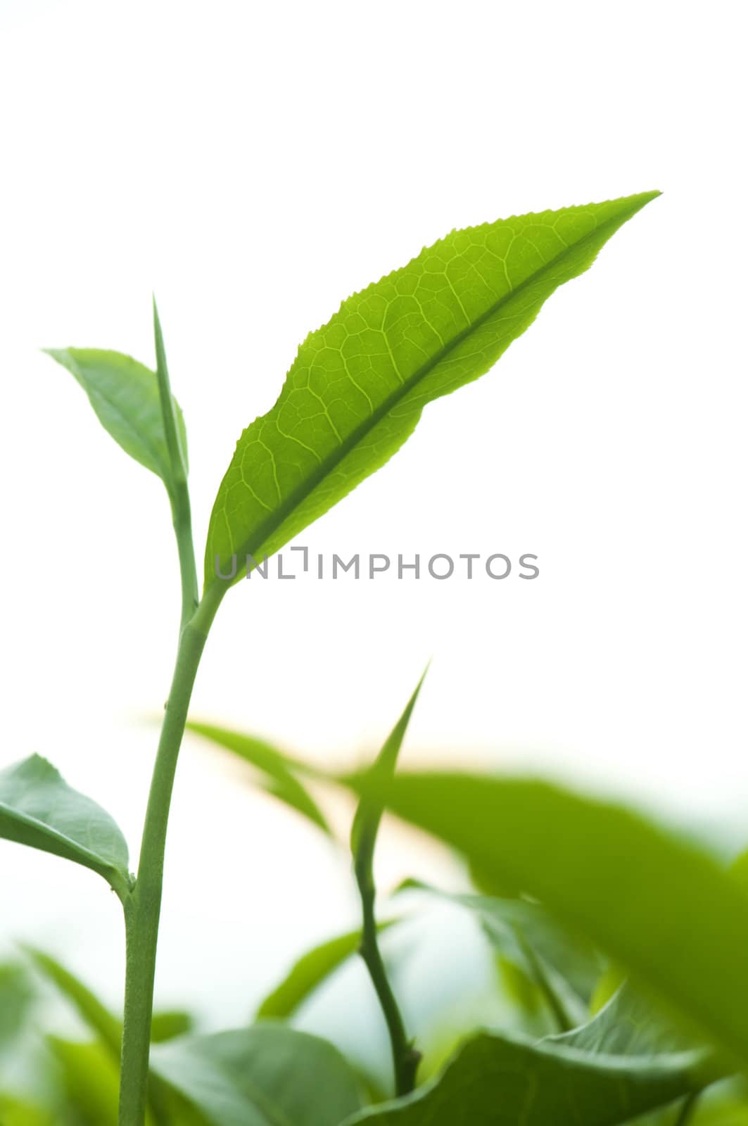 Close up tea leaves with morning sunlight.